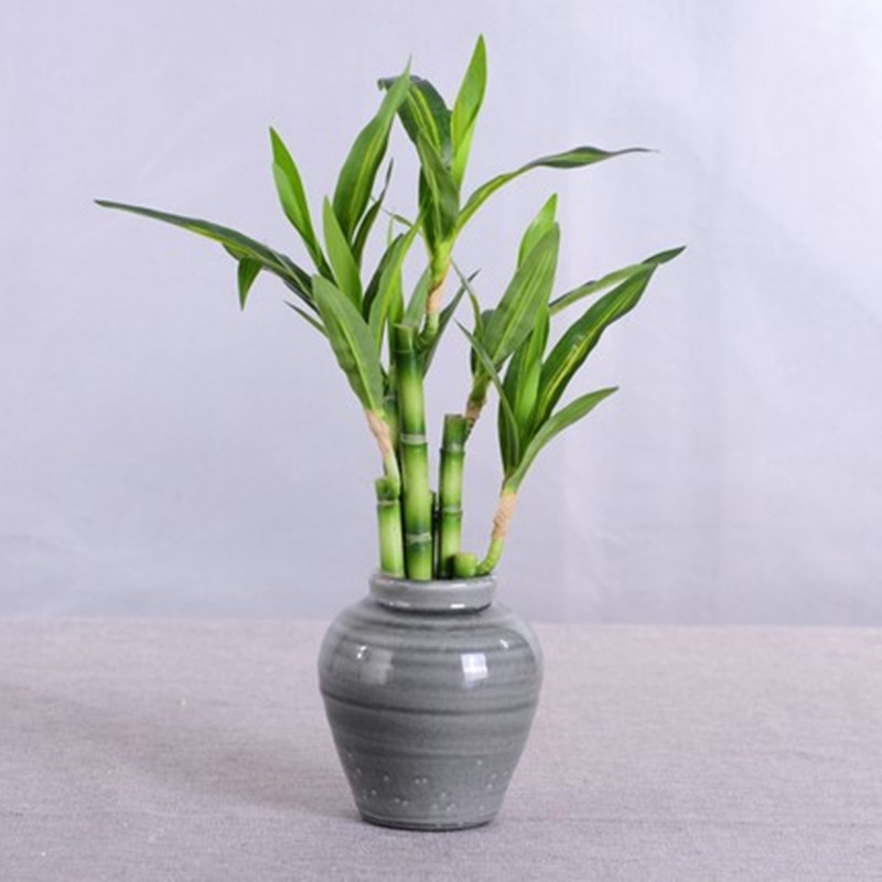 New 40cm rFtificial Lucky Bamb - Outdoor Furniture Green 리뷰 및 가격